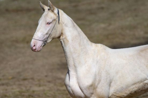 Ахал -teke horse Ахал -teke horse